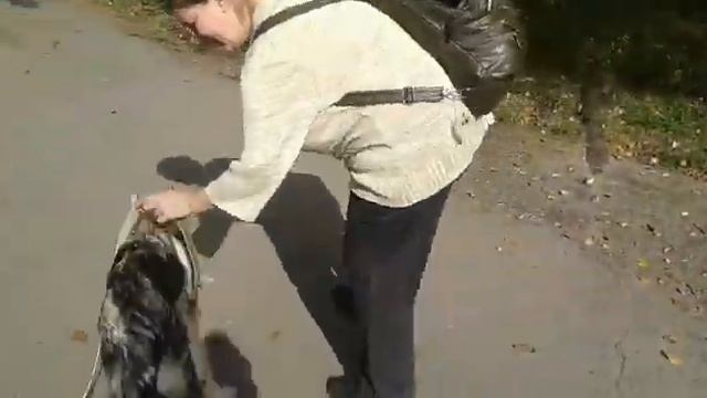Удивился... (чехословацкий волчак, около 4 мес.) смотреть онлайн