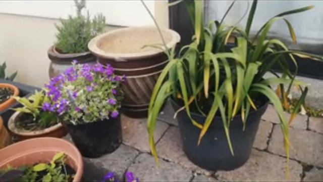 Longford Libraries: Bealtaine Gardening with Mary Holmes смотреть онлайн