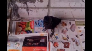Кормление птенца галки Игоря