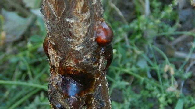 КАМЕДЕТЕЧЕНИЕ абрикоса