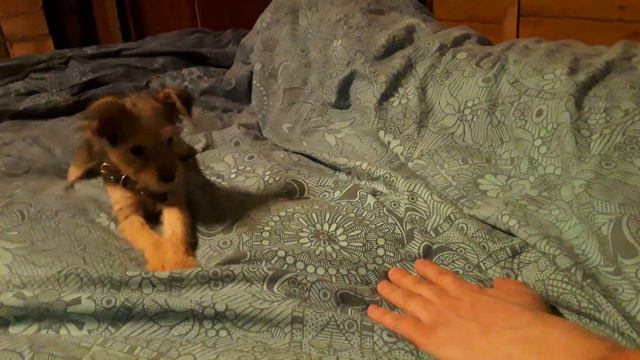 Мини ❤французская🐕 овчарка Джессика 💥и ее 🐻🐻друзья. смотреть онлайн