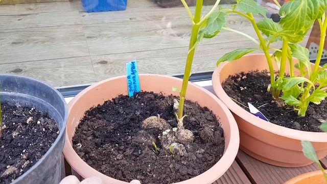 Chasmanthe, Calla, Dalia, Galtonia,Bananowiec... 9.IV.2020r смотреть онлайн