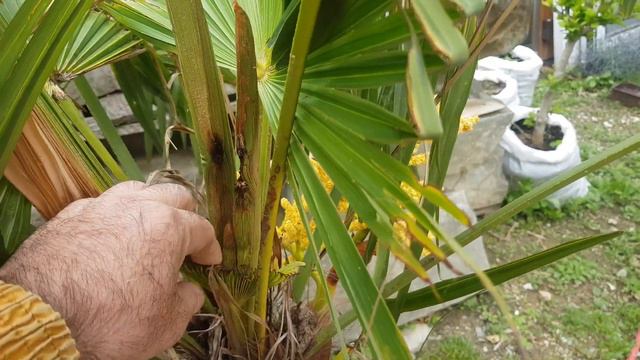 "Братья" наградили... Пальмовый бурильщик. смотреть онлайн