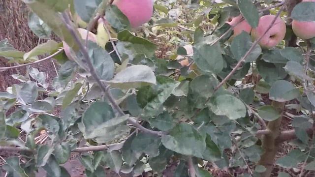 Яблоня сорт зимний Румяный Альпинист. Редкие сорта. Обзор. смотреть онлайн