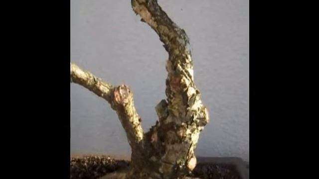 Bonsai Stieleiche Quercus Robur
