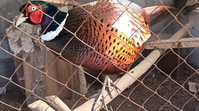Фазаны в вольере зимой. Самец фазана поет. смотреть онлайн