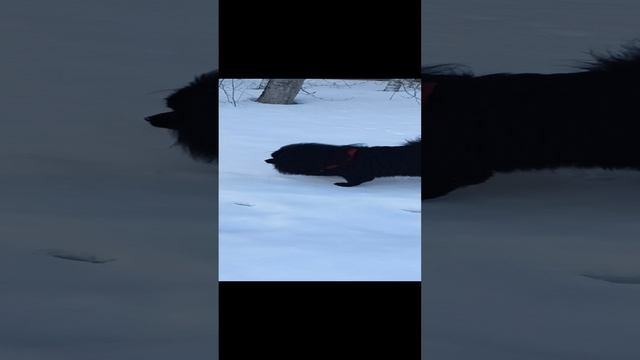 VID20230318160228.mp4