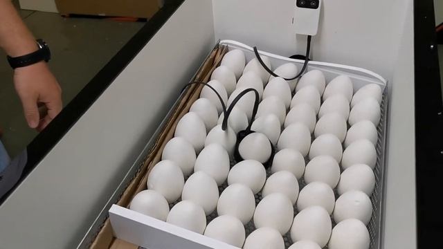 Датчик температуры яйца EGG SENSOR - установка в инкубаторе смотреть онлайн