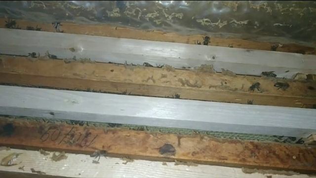 Пчёлы и Вощина! Два производителя! Выбираем лучшую смотреть онлайн
