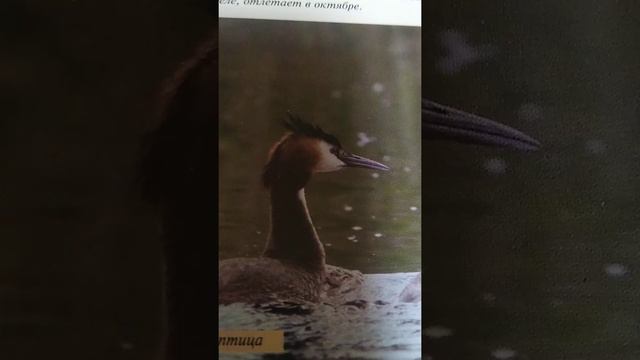 чернозобая гагара и чомга смотреть онлайн