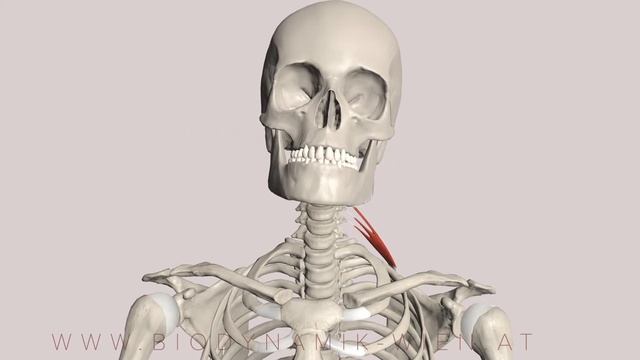 Scalenus Posterior: Spine Muscle Series, Part 16 (3D Animation) смотреть онлайн