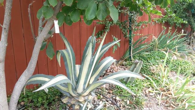 Необыкновенный сад в городе Девис, Калифорния. Rare plants orchard in Davis, California (часть 3) смотреть онлайн