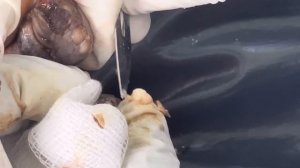 Jigger digging John - watch the left leg and other awesome videos @https://riseupsociety.net