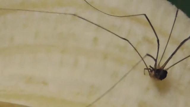 2017 08 30 16 24 41 00233 Panasonic HC V550 756 mb смотреть онлайн