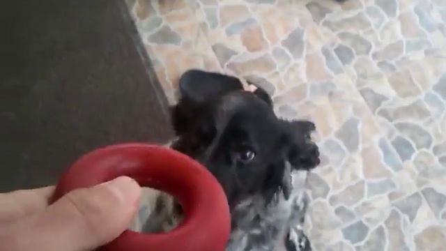 RUSSIAN SPANIEL(Русский охотничий спаниель)