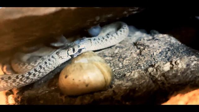 Змеи дерутся за еду смотреть онлайн