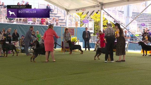 Rottweilers | Breed Judging 2023 смотреть онлайн
