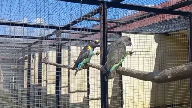 #01 Парк Воробьи / Parque de los gorriones смотреть онлайн