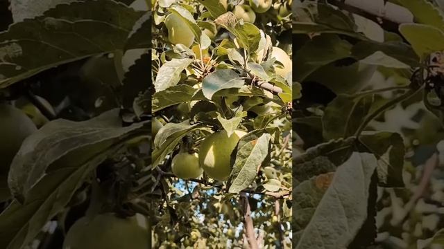 лето. дача. урожай. #лето #дачасадогород #яблоки #отдых #урожай #релакс #садмечты #зелень #apple смотреть онлайн