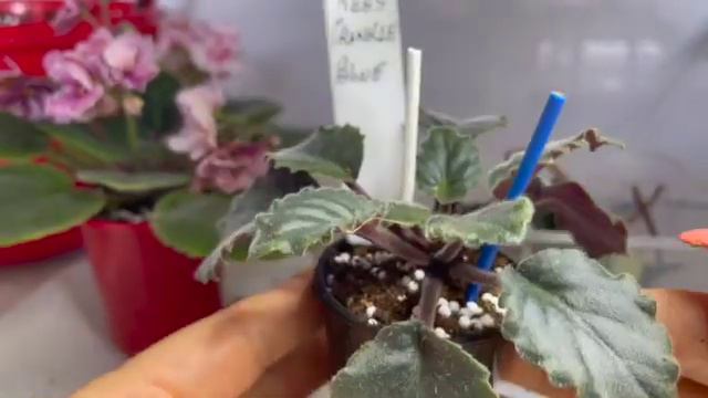 Фиалки отцвели Что дальше? Эксперимент с листом//My steps after violet blooming. The experiment. смотреть онлайн