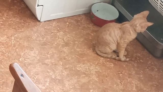 Скрытая камера. Что делают котики? # 161.