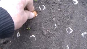 Простая и эффективная посадка лука в яичных кассетах.