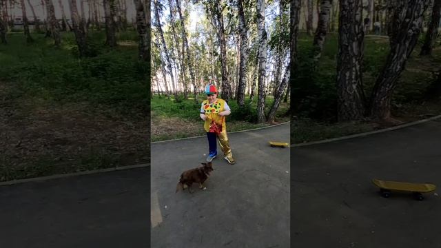 чихуахуа и ребенок