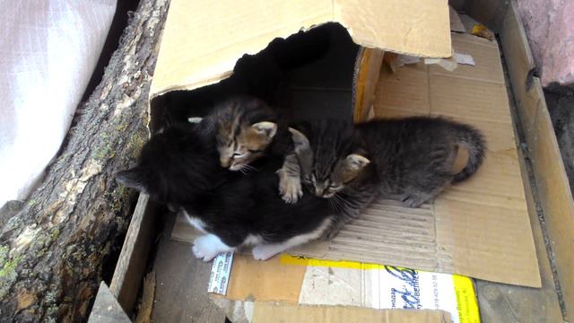 Котята смотреть онлайн