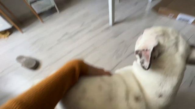 Французский бульдог и новые стулья смотреть онлайн