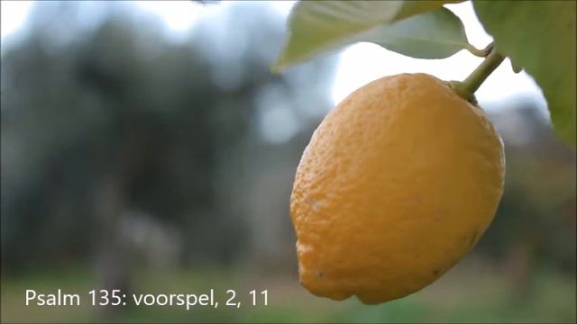 Psalm 135 vers 2 & 11 Samenzang | Iso-ritmisch / Hele noten | Aagtekerke смотреть онлайн