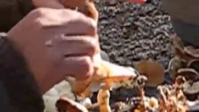 Lactarius chrysorrheus смотреть онлайн