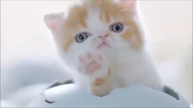 Котенки смотреть онлайн