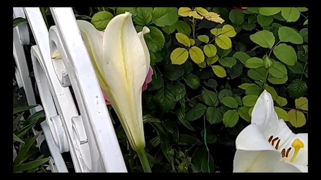 Укрытие роз и последняя капелька лета. смотреть онлайн