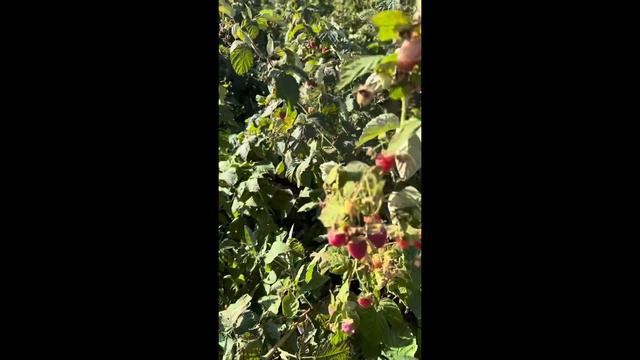 Саженцы малины «Полонез» | Урожай 2023 | Ягода смотреть онлайн