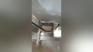 Забитый дренаж кофемашины Polaris случай не гарантийный. Следите за вашим изделием.