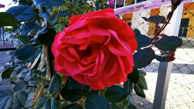 CHERRY BONICA ROSE Plant By Alain MEILLAND ~2011 France