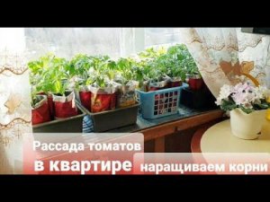 Рассада томатов растет вширь.Наращиваем корневую без подкормок и обработок.Мой опыт.