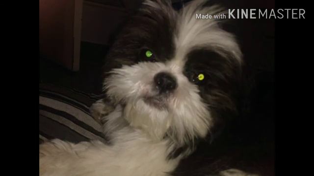 O Alien vadio a minha foto смотреть онлайн