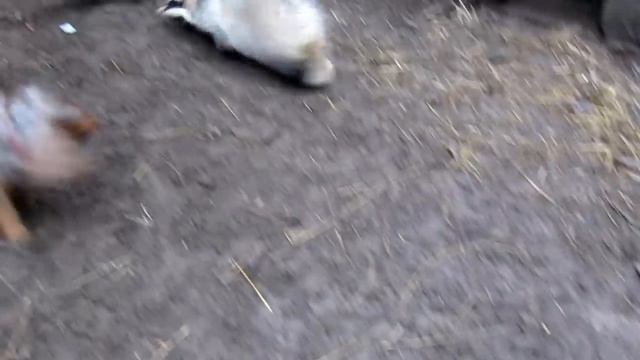 Миниатюрные таксы и барсук. Питомник "Таксагалактик." смотреть онлайн