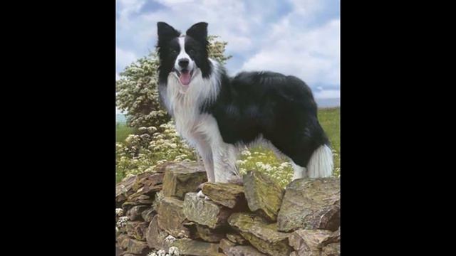 Бордер-колли смотреть онлайн