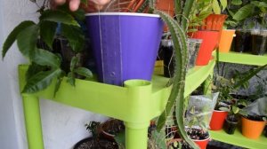 Питахайя из семян. Выращиваем сеянцы питахайи дома