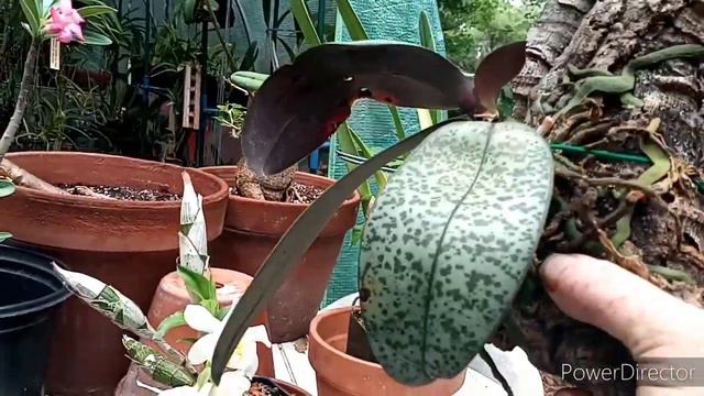 My Phalaenopsis and Other Orchids in Moss & Blooms. смотреть онлайн