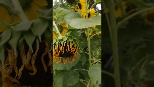 Мои цветочные результаты смотреть онлайн