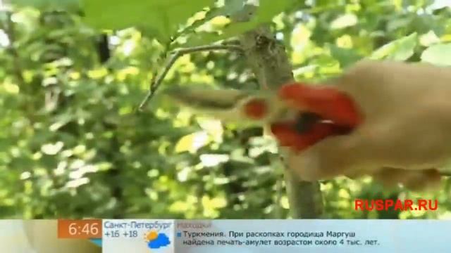 РусПар в очередной раз на Первом. смотреть онлайн