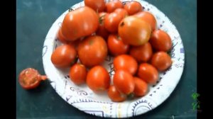 Dwarf Tomato Review, Cherokee Tiger Black and Coastal Pride Orange