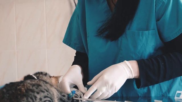 Приют для животных. Чернигов (Украина). Социальный ролик смотреть онлайн