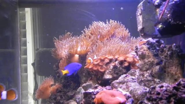 75 Galon Salt Water Fish Tank Aquarium recorded with Nikon Coolpix P100 HD смотреть онлайн