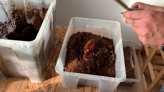 Dynastes hercules hercules - Die ersten männlichen Puppen смотреть онлайн