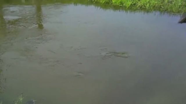 Fish Pond in April 2011 смотреть онлайн