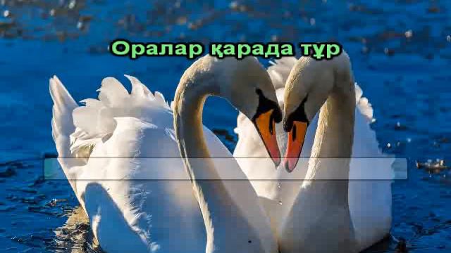 Аққу арман караоке смотреть онлайн